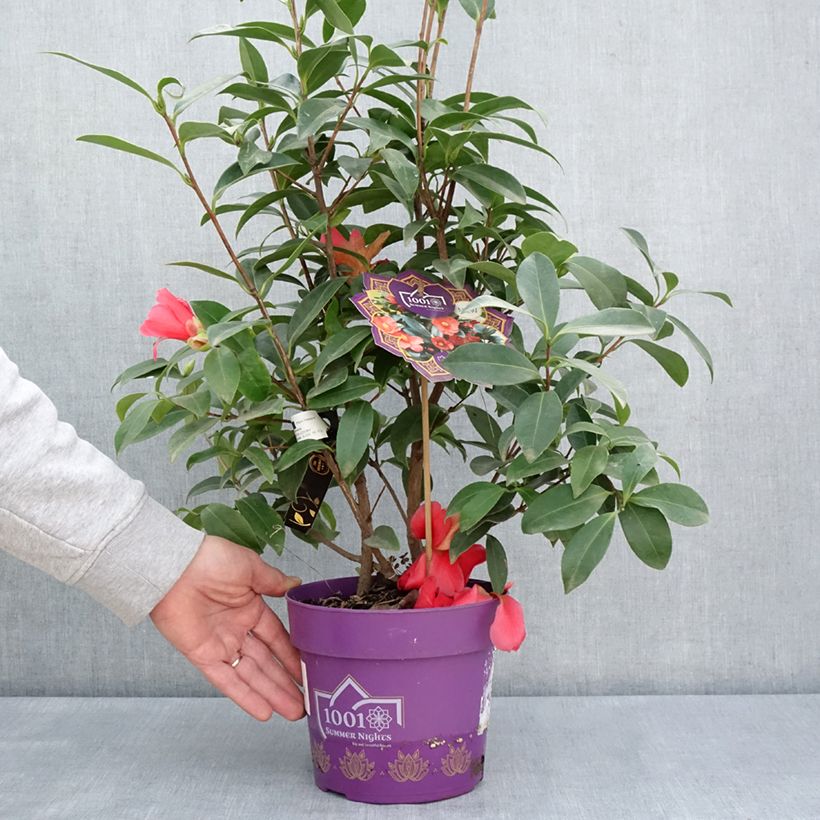 Exemplaar van Camellia 1001 Summer Nights Jasmine Pot van 3 l/4 l zoals geleverd in de lente