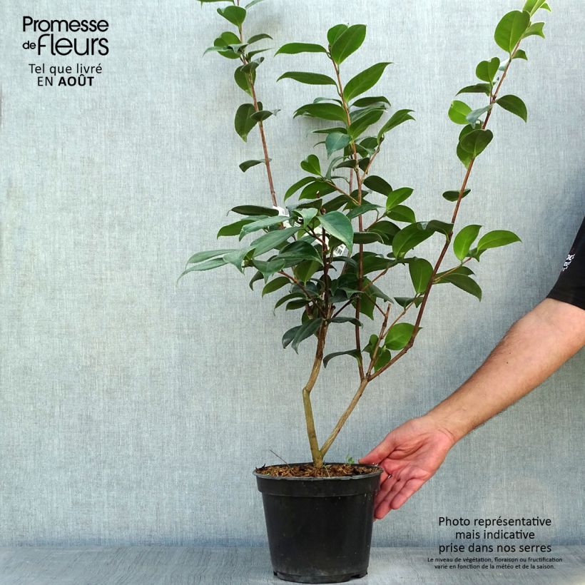 Exemplaar van Camellia japonica Adolphe Audusson - Japanse camelia Pot van 4 l/5 l zoals geleverd in de zomer