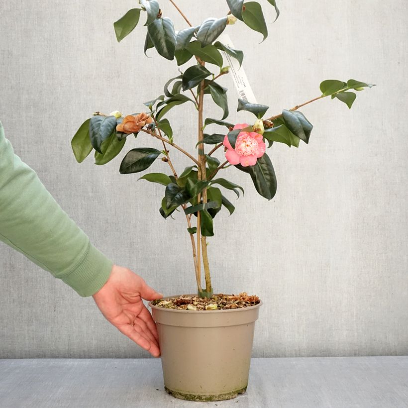 Exemplaar van Camélia Baby Sis Pink - Japanse camelia Pot van 4 l/5 l zoals geleverd in de winter
