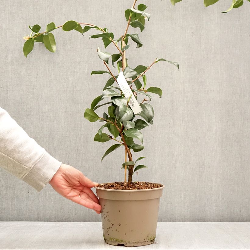 Exemplaar van Camélia Baby Sis Pink - Japanse camelia Pot van 4 l/5 l zoals geleverd in de lente