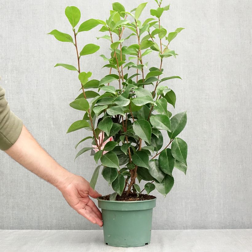 Exemplaar van Camellia japonica Bonomiana - Japanse roos Pot van 3 l/4 l zoals geleverd in de zomer