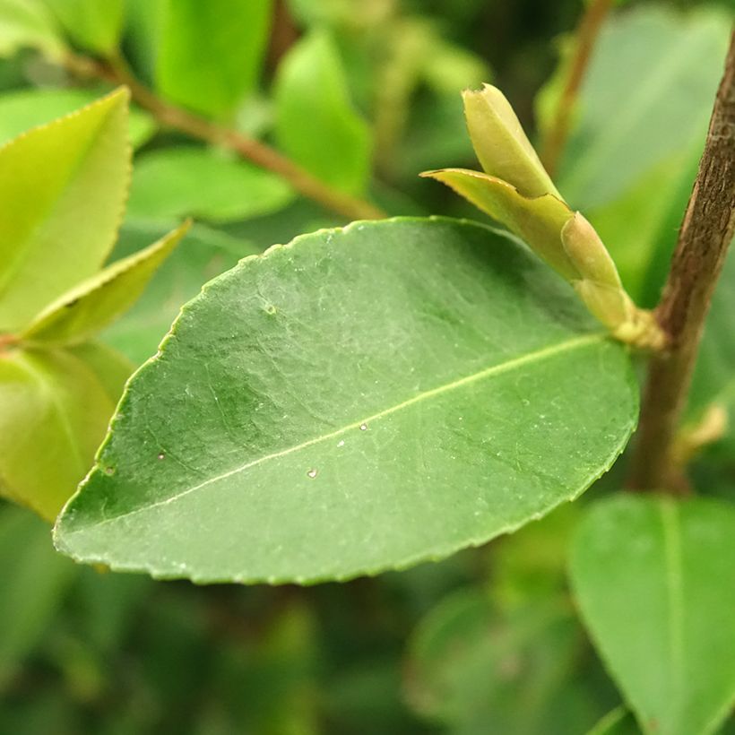 Camellia Cinnamon Cindy - Japanse roos (Blad)