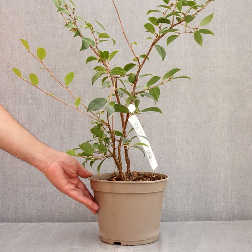 Exemplaar van Camellia Fairy Wand - Japanse camelia Pot van 3 l/4 l zoals geleverd in de zomer