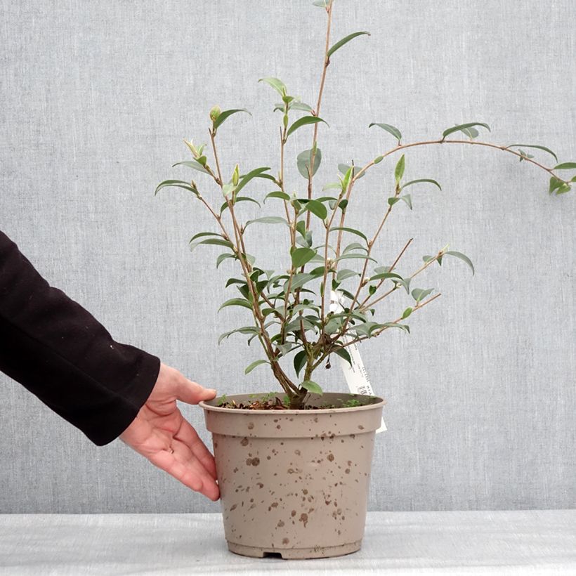 Example of Camélia champêtre - Camellia Fairy Wand Pot van 3 l/4 l as you get in hiver