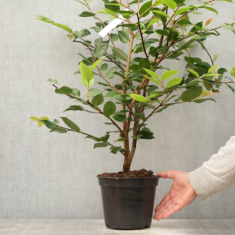 Exemplaar van Camellia High Fragrance Pot van 3 l/4 l zoals geleverd in de zomer