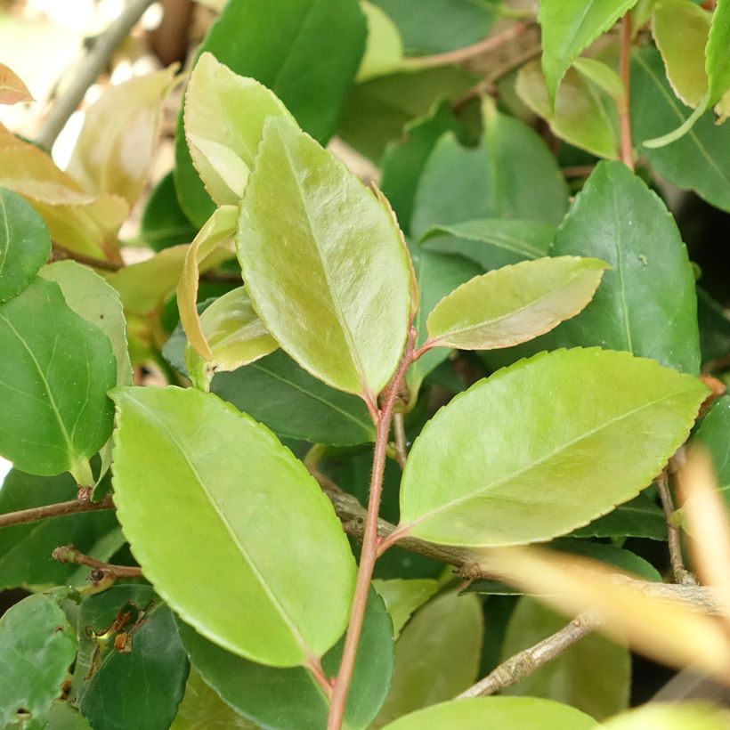 Camellia Quintessence (Blad)