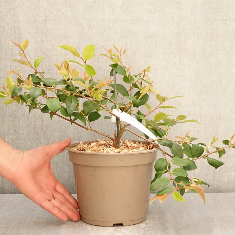 Exemplaar van Camellia Quintessence Pot van 4 l/5 l zoals geleverd in de lente