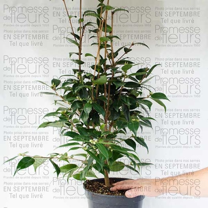 Voorbeeld van een exemplaar van Camélia champêtre - Camellia Spring Festival Pot de 3L/4L zoals geleverd