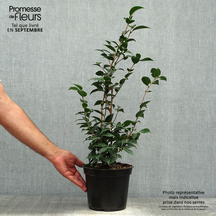 Exemplaar van Camellia Spring Festival - Japanse camelia Pot van 3 l/4 l zoals geleverd in de herfst