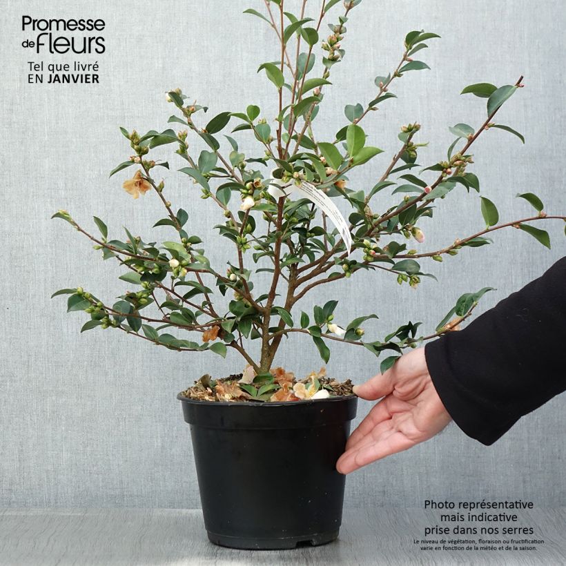 Example of Camélia champêtre Fairy blush  Pot van 3 l/4 l as you get in hiver