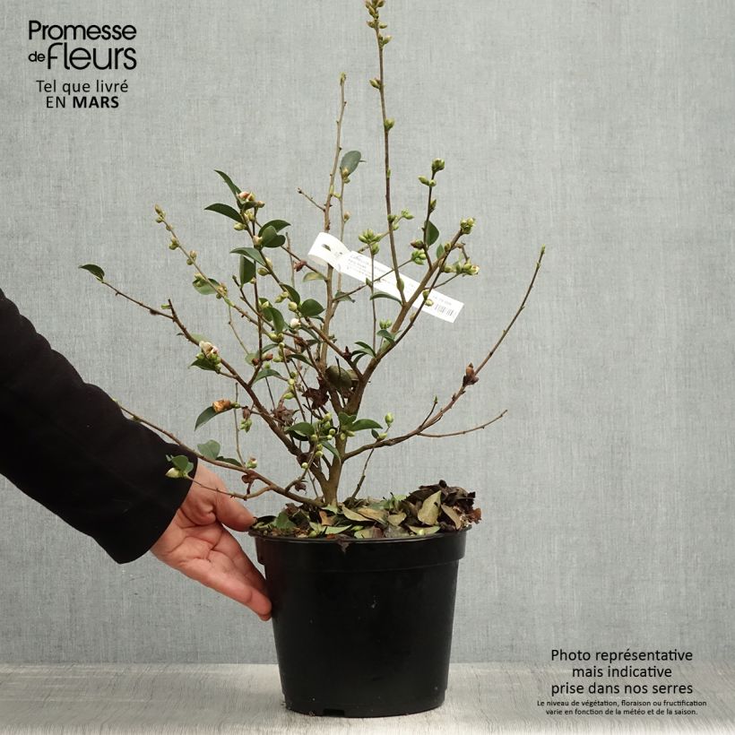 Exemplaar van Camellia Fairy blush Pot van 3 l/4 l zoals geleverd in de lente