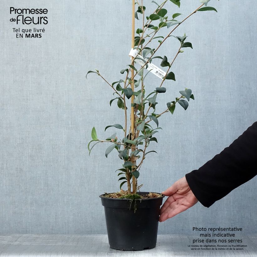 Exemplaar van Camellia Gay Baby - Japanse camelia Pot van 4 l/5 l zoals geleverd in de lente