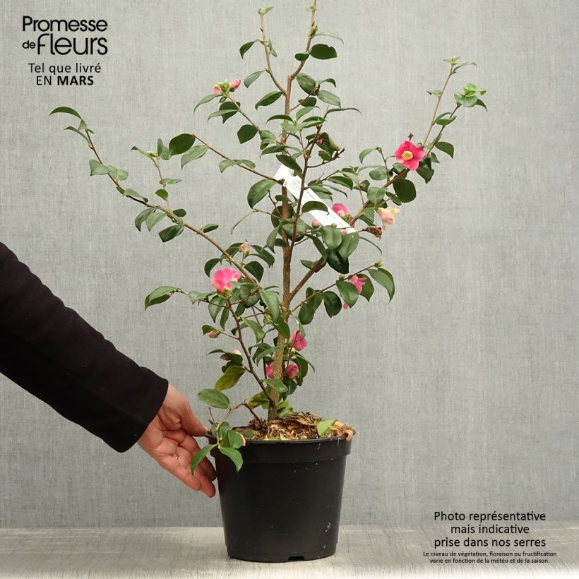 Exemplaar van Camellia Koto No Kaori Pot van 4 l/5 l zoals geleverd in de lente
