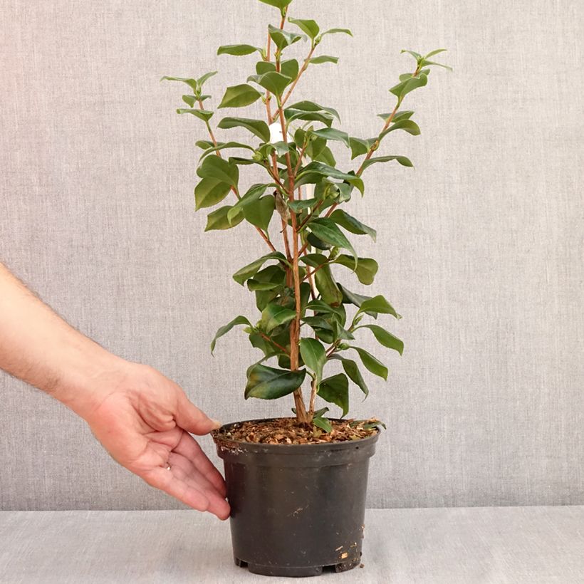 Exemplaar van Camellia japonica Sweet Olive - Japanse camelia Pot van 2 l/3 l zoals geleverd in de zomer