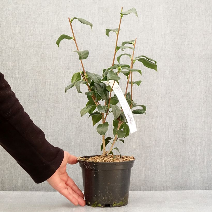 Example of Camélia classique - Camellia japonica Sweet Olive Pot van 2 l/3 l as you get in hiver