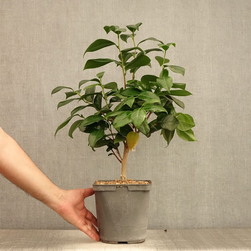 Exemplaar van Camélia classique - Camellia Nuccio's Jewel Pot de 3L/4L zoals geleverd in de zomer
