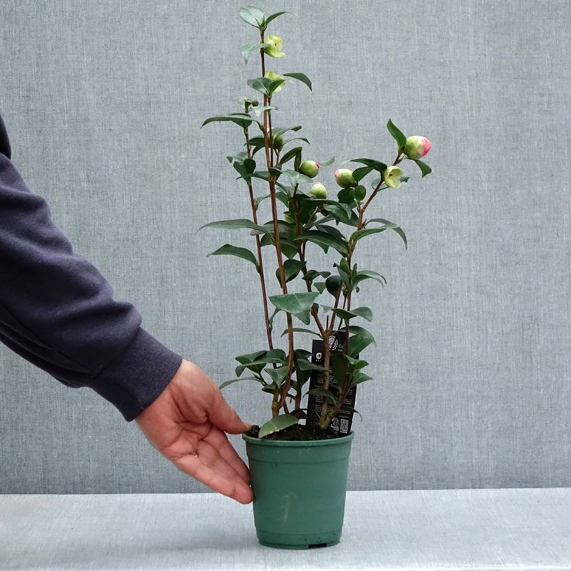 Example of Camellia Nuccio's Pearl - Japanse camelia Pot van 12 cm / 13 cm as you get in printemps