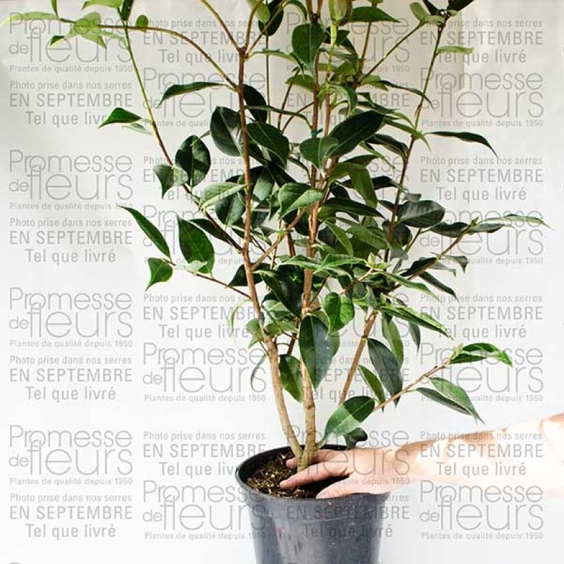 Voorbeeld van een exemplaar van Camélia classique - Camellia Royal Velvet Pot de 4L/5L zoals geleverd