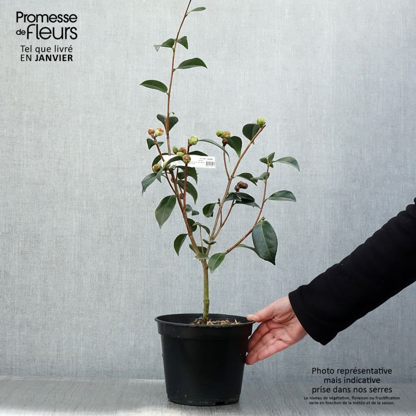 Example of Camellia x williamsii Spring Daze - Williamsii-camelia Pot van 4 l/5 l as you get in hiver