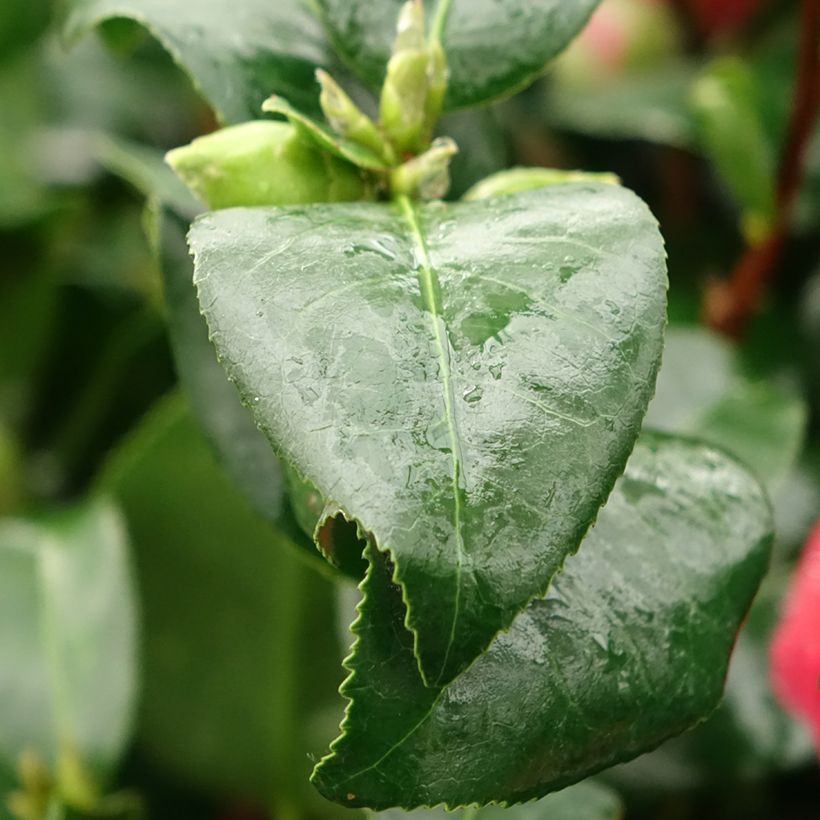 Camellia japonica Comte de Gomer - Japanse roos (Blad)