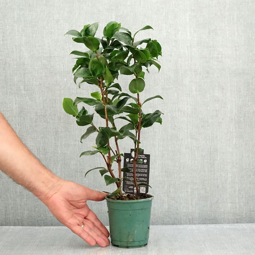 Example of Camélia Comte de Gomer - Camellia japonica Pot van 12 cm / 13 cm as you get in ete