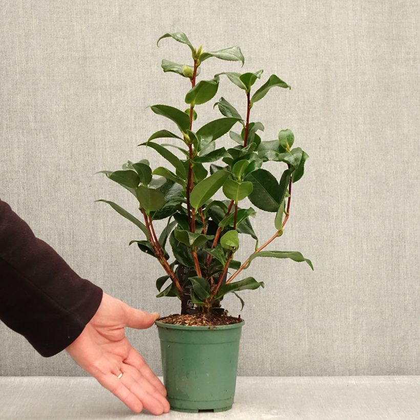 Exemplaar van Camellia japonica Comte de Gomer - Japanse roos Pot van 12 cm / 13 cm zoals geleverd in de winter
