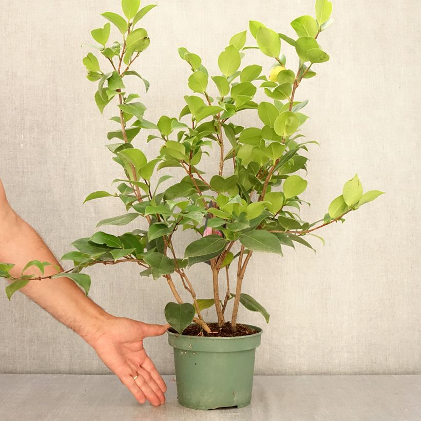 Exemplaar van Camellia japonica Comte de Gomer - Japanse roos Pot van 2 l/3 l zoals geleverd in de zomer