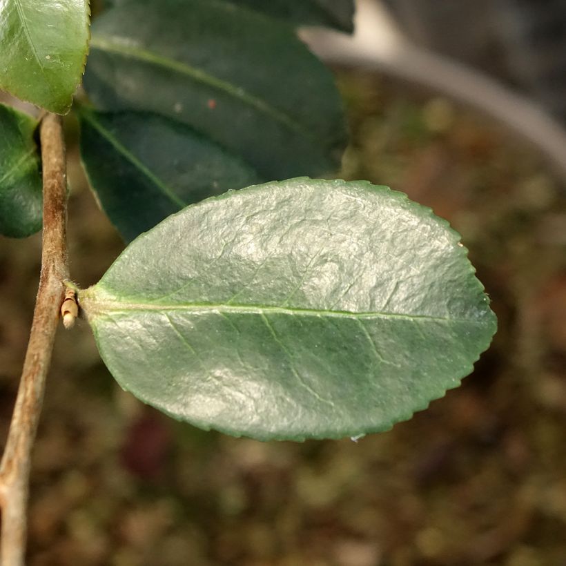 Camellia sasanqua Ashtar - Herfstcamelia (Blad)