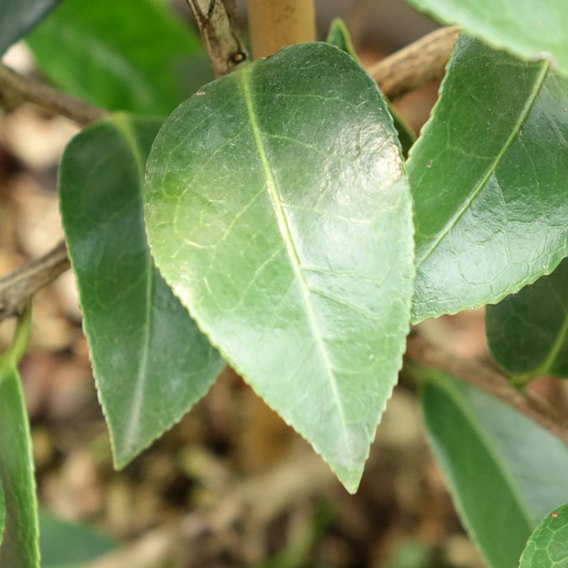 Camellia Autumn Jewel - Japanse roos (Blad)