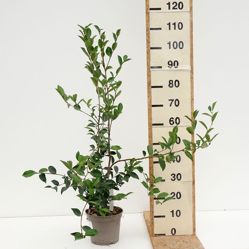 Exemplaar van Camellia sasanqua Narumi Gaita - Herfstcamelia Pot van 4 l/5 l zoals geleverd in de zomer