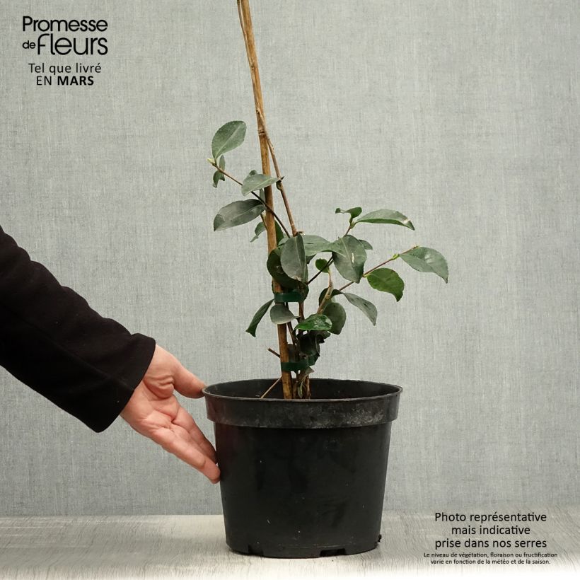 Exemplaar van Camellia sasanqua Narumi Gaita - Herfstcamelia Pot van 4 l/5 l zoals geleverd in de lente