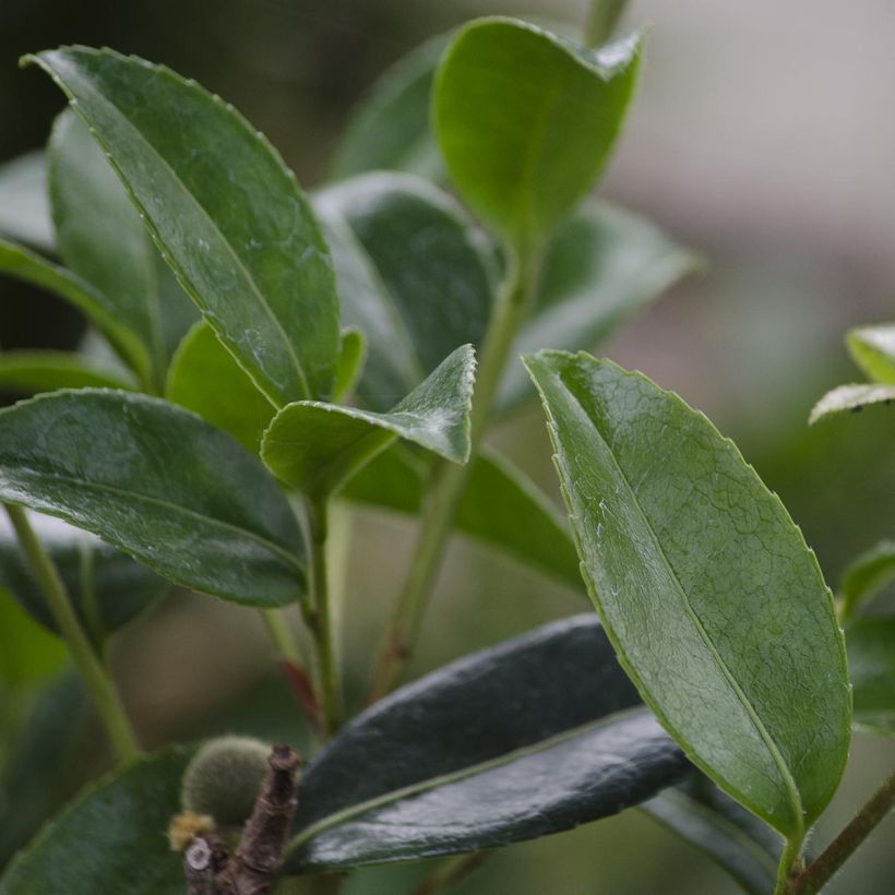 Camellia sasanqua Survivor - Herfstcamelia (Foliage)