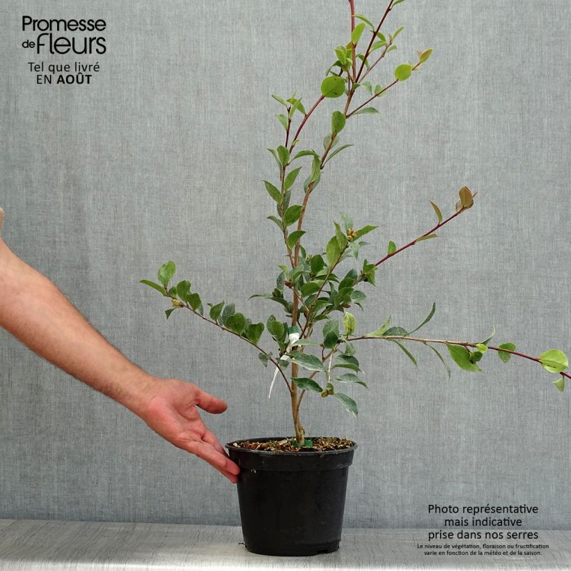 Exemplaar van Camellia sasanqua Choji Guruma - Herfstcamelia Pot van 4 l/5 l zoals geleverd in de zomer