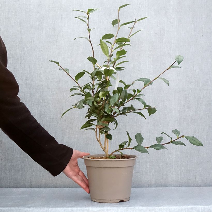 Exemplaar van Camellia sasanqua Early Pearly - Herfstcamelia Pot van 4 l/5 l zoals geleverd in de lente
