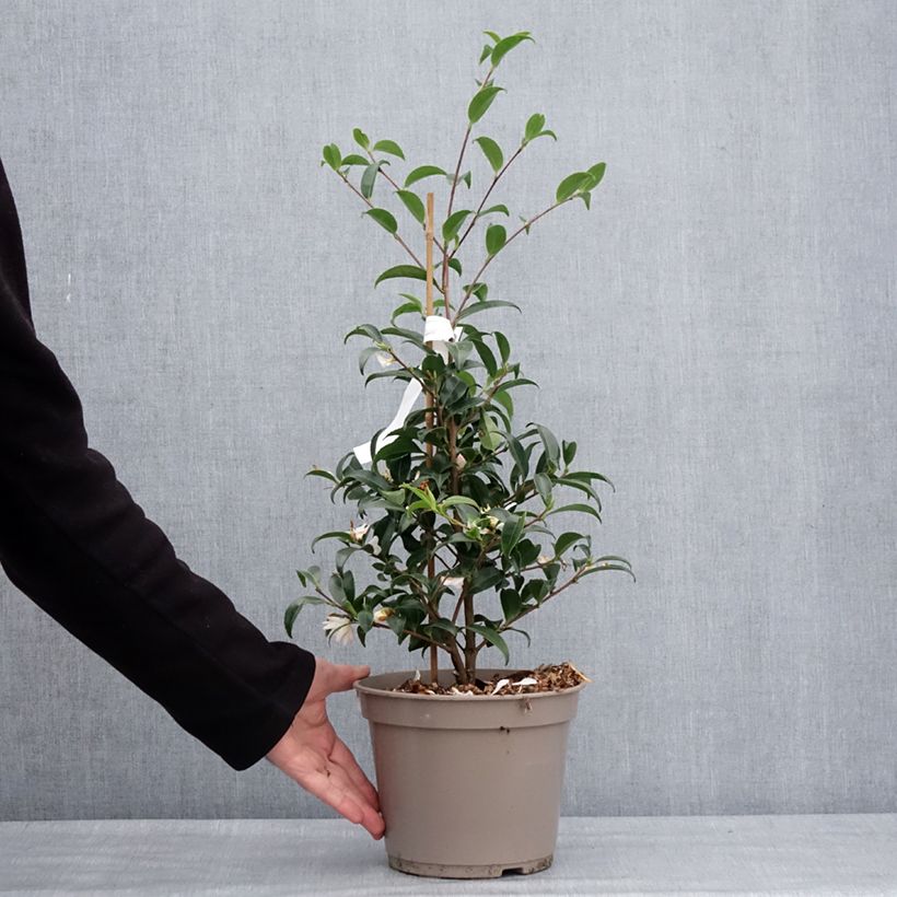 Example of Camelia d'automne - Camellia sasanqua Frosted Star Pot van 4 l/5 l as you get in hiver