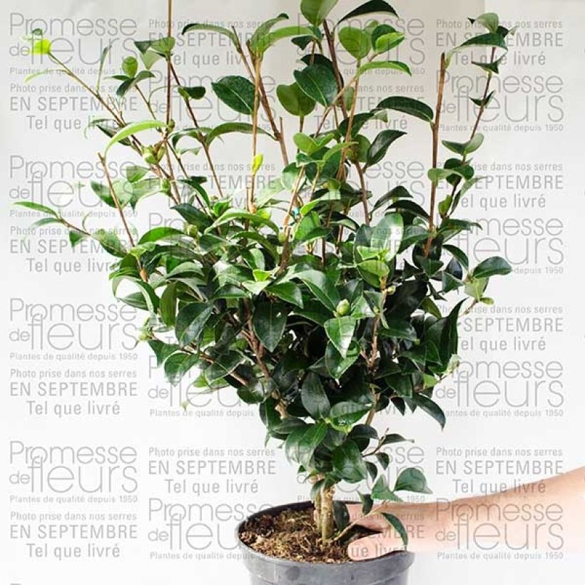 Example of Camélia d'automne - Camellia sasanqua Fukusutsumi Pot van 4 l/5 l as you get
