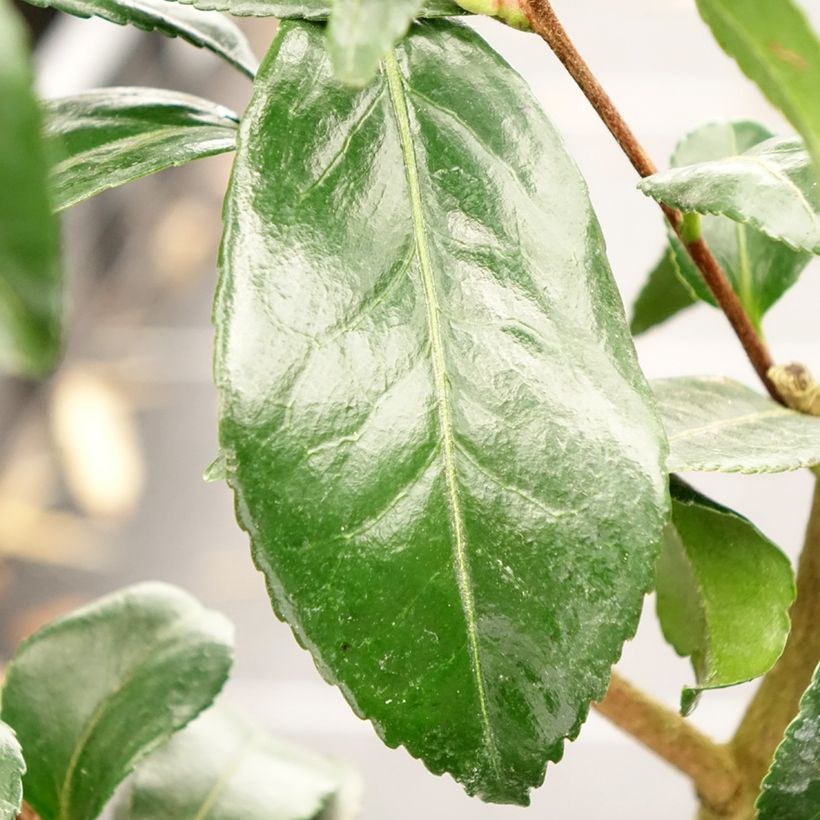 Camellia sasanqua Hinode-Gumo - Herfstcamelia (Blad)