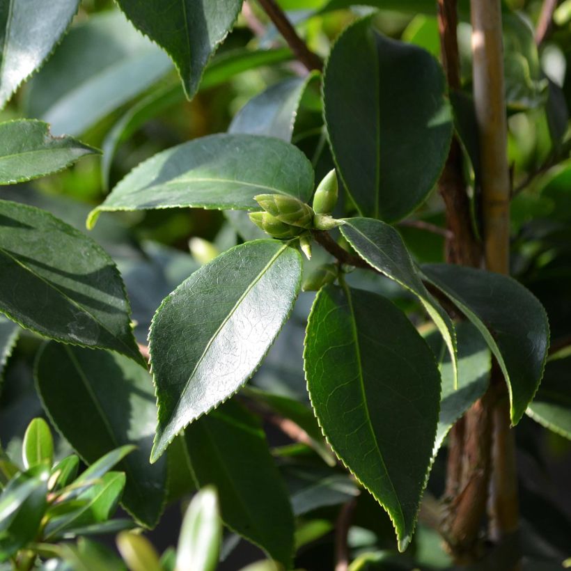 Camellia sasanqua Yume - Herfstcamelia (Foliage)