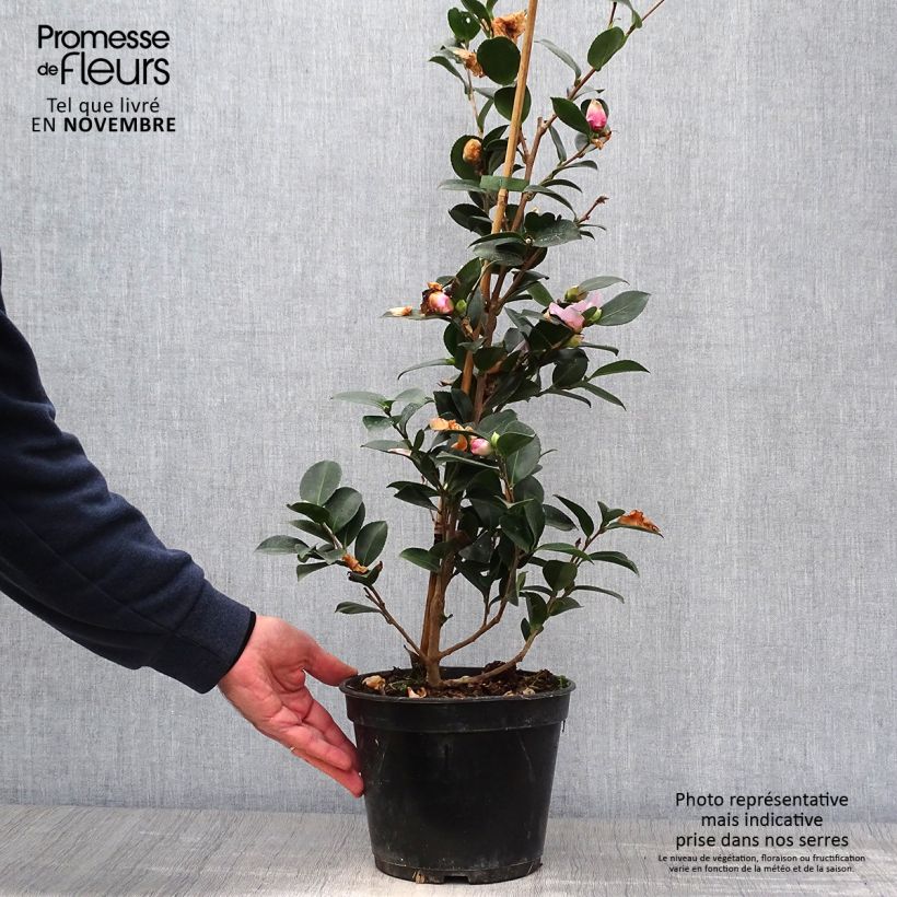 Exemplaar van Camellia hiemalis Pink Goddess Pot van 4 l/5 l zoals geleverd in de herfst