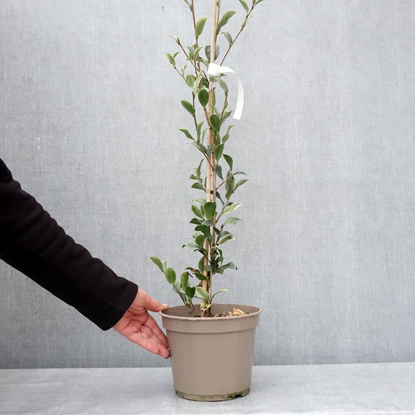 Example of Camélia d'automne panaché - Camelia sasanqua Variegata  Pot van 4 l/5 l as you get in hiver