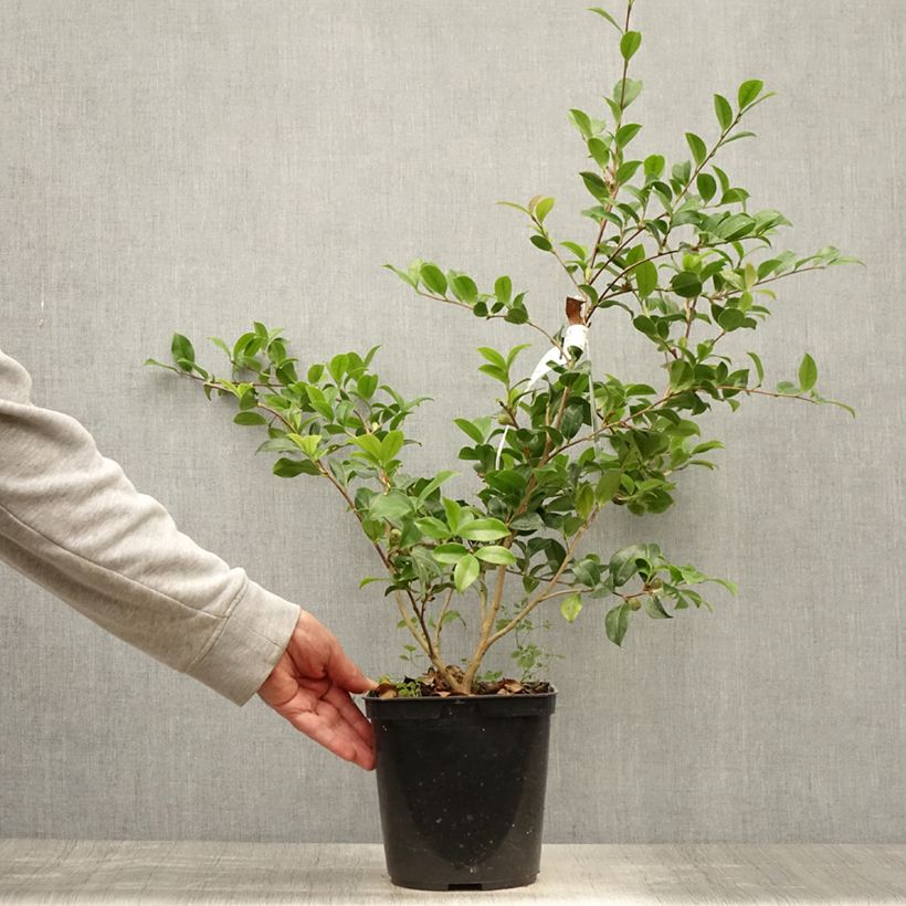 Exemplaar van Camellia sasanqua Versicolor - Herfstcamelia Pot van 3 l/4 l zoals geleverd in de zomer