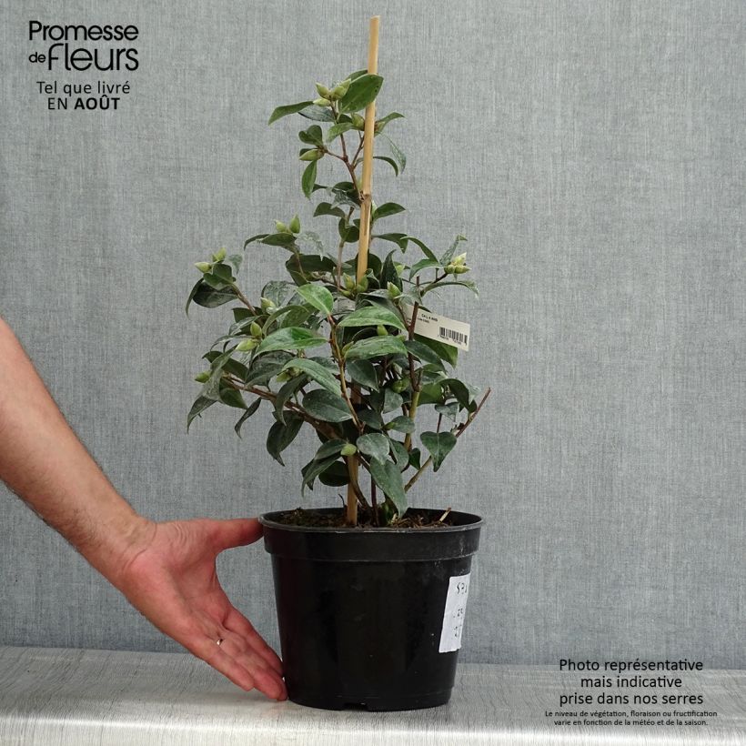 Exemplaar van Camellia x williamsii Donation - Williamsii-camelia Pot van 2 l/3 l zoals geleverd in de zomer
