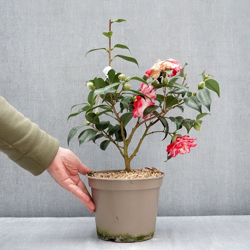 Example of Camellia japonica Donckelarii - Japanse roos Pot van 4 l/5 l as you get in hiver
