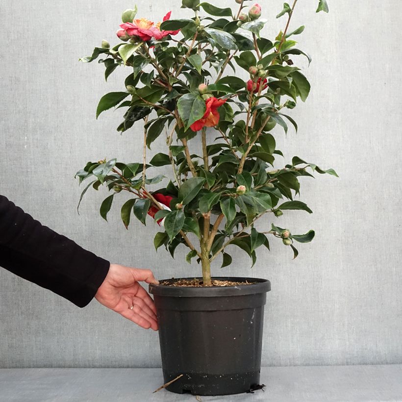 Example of Camellia japonica Painters Palette - Japanse camelia Pot van 4 l/5 l as you get in hiver