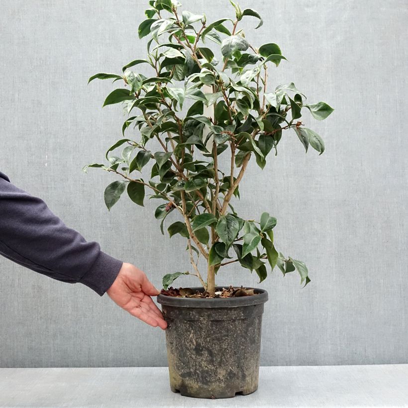 Exemplaar van Camellia japonica Painters Palette - Japanse camelia Pot van 4 l/5 l zoals geleverd in de lente