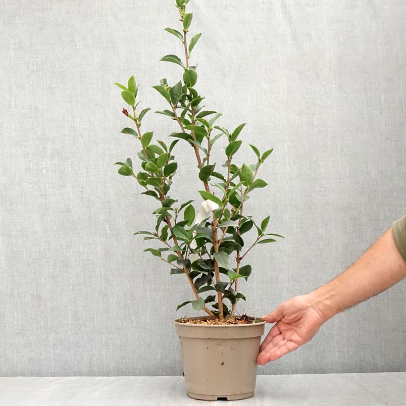 Exemplaar van Camellia Fiesta Grande Pot van 3 l/4 l zoals geleverd in de zomer