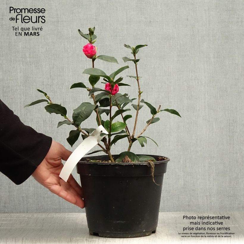 Exemplaar van Camellia Fiesta Grande Pot van 3 l/4 l zoals geleverd in de lente