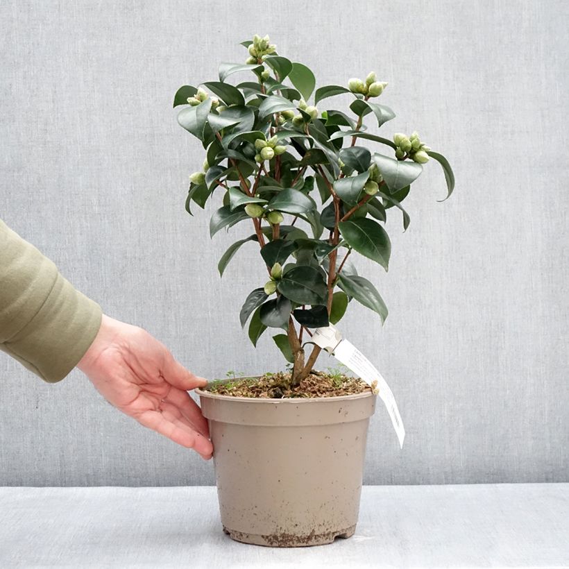 Example of Camélia Il Gioiello - Camellia japonica Pot van 4 l/5 l as you get in hiver