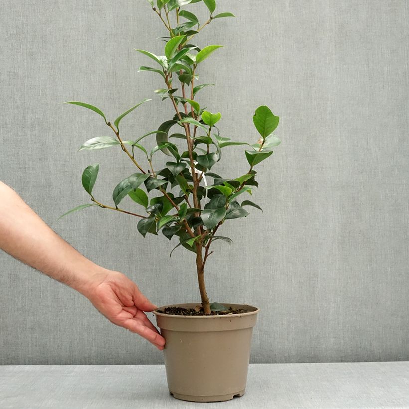 Exemplaar van Camellia japonica Il Gioiello - Japanse roos Pot van 4 l/5 l zoals geleverd in de lente