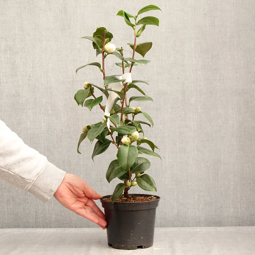 Exemplaar van Camellia japonica Janet Waterhouse - Japanse camelia Pot van 2 l/3 l zoals geleverd in de winter